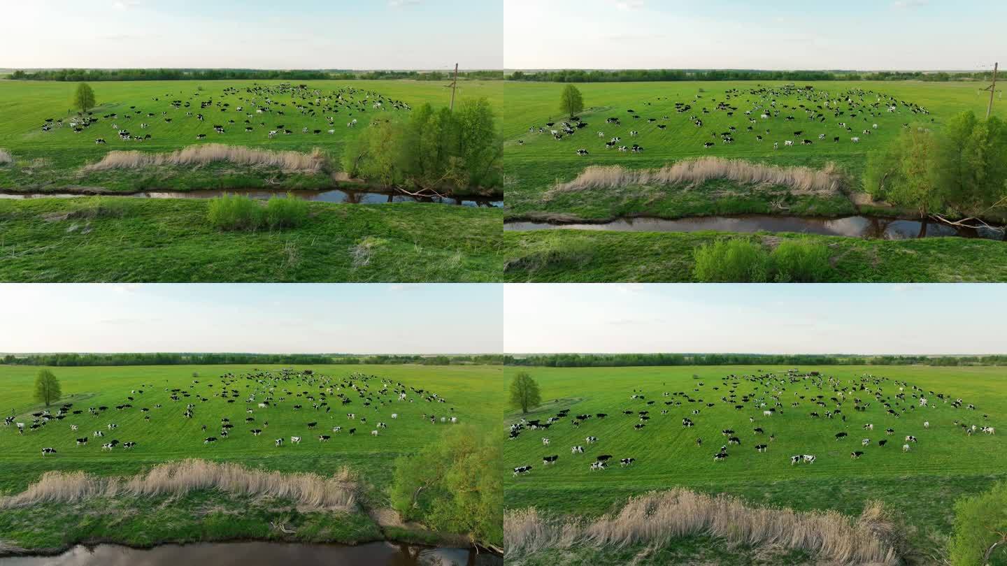 航拍草原上散养的奶牛群