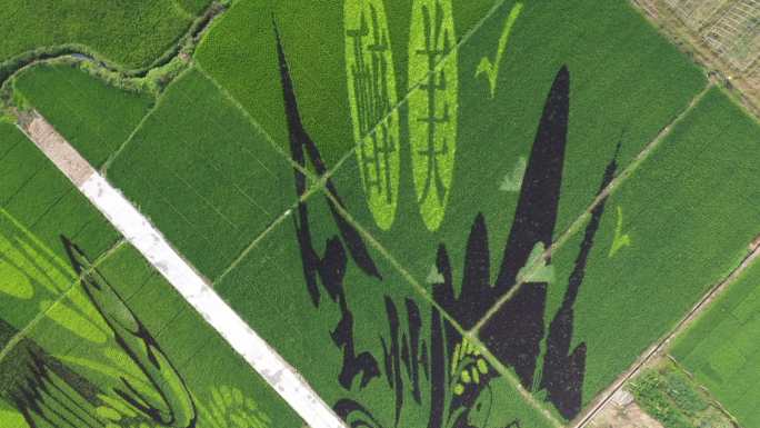 桂林全州稻田里的种植艺术造型