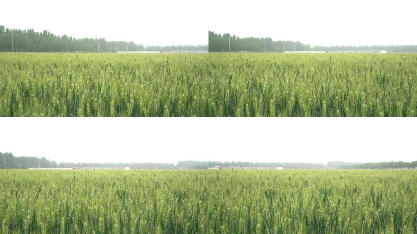 小麦麦田农业视频