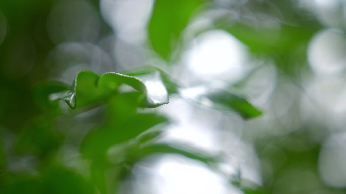 大自然 山野 雨后 树叶 特写2