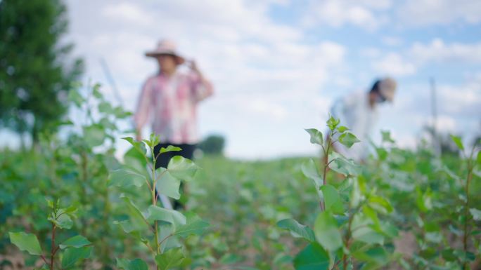 农民下地干活锄草慢动作