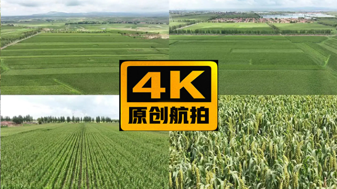 航拍农田农场玉米地黍子4K