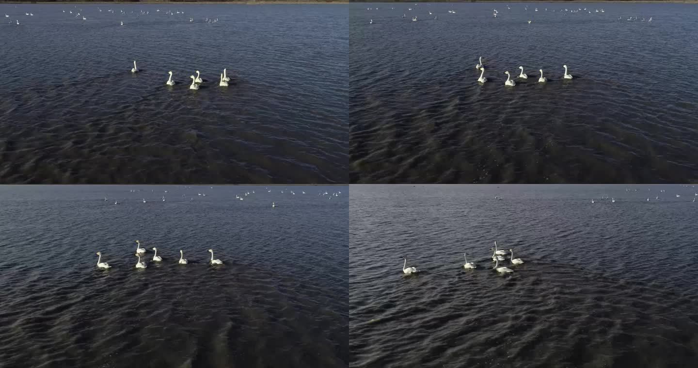 航拍呼伦贝尔南辉湿地自动排队的白天鹅
