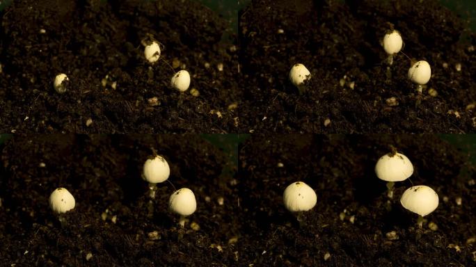 22秒记录蘑菇生长过程