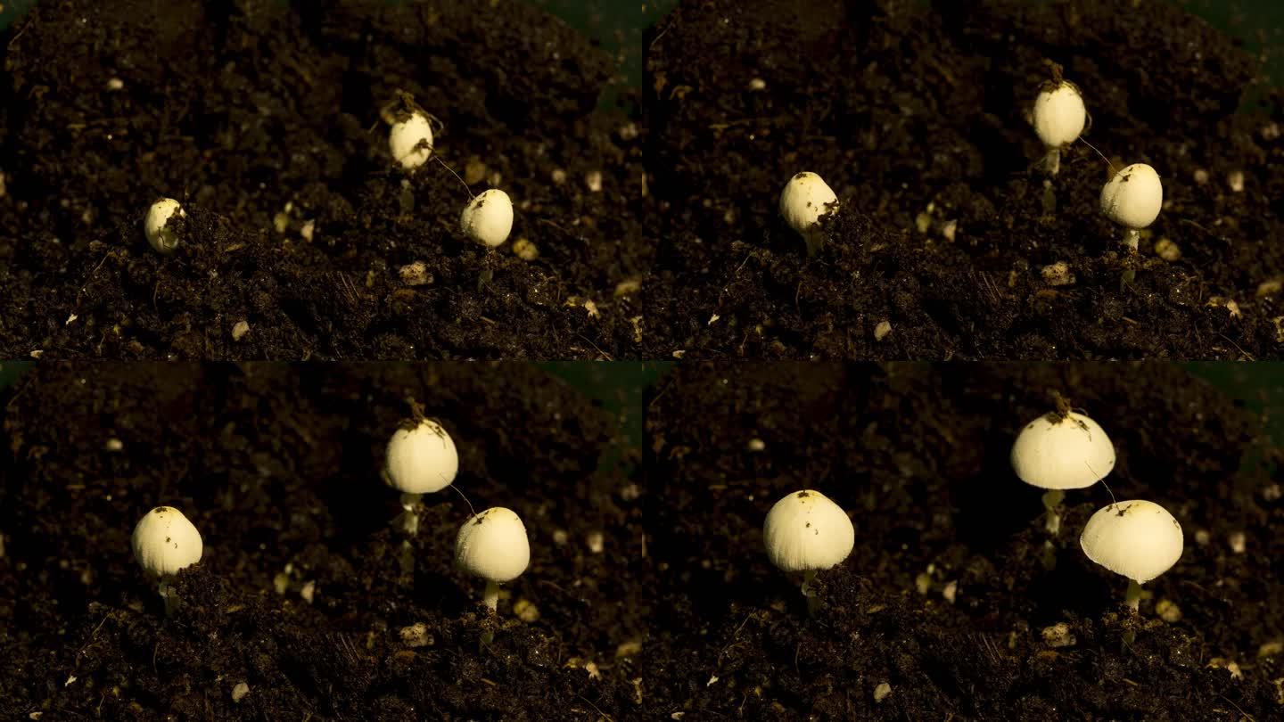 22秒记录蘑菇生长过程