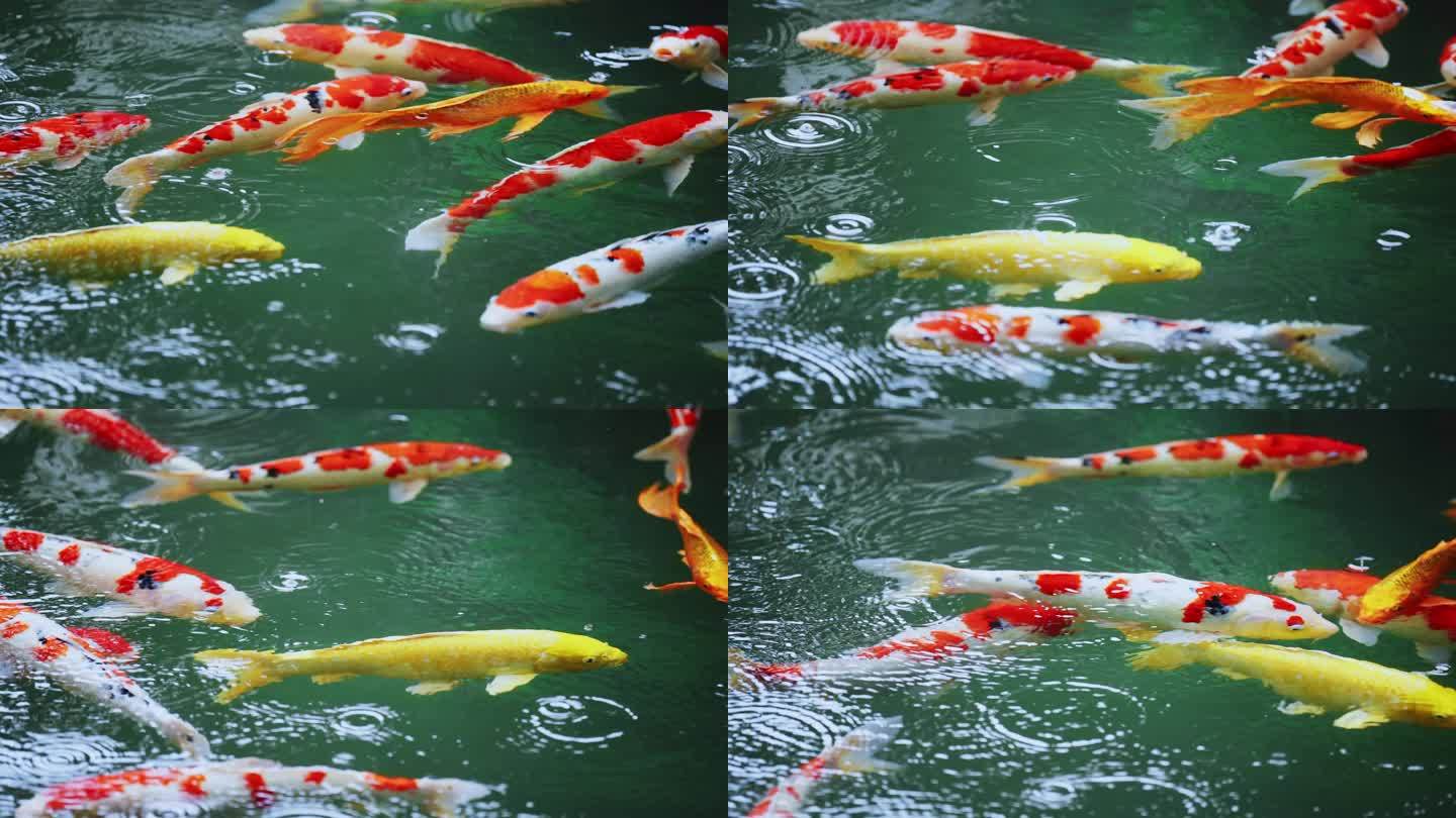 【锦鲤鱼摄影图片】潘禺生态摄影_caojianming_太平洋电脑网摄影部落
