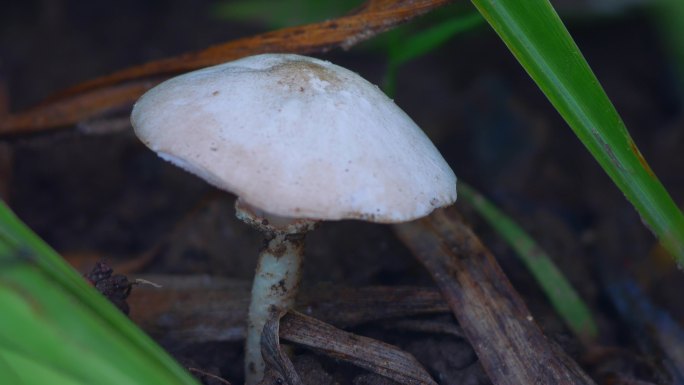 白蘑菇 蘑菇 野蘑菇