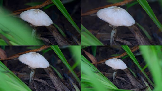 白蘑菇 蘑菇 野蘑菇