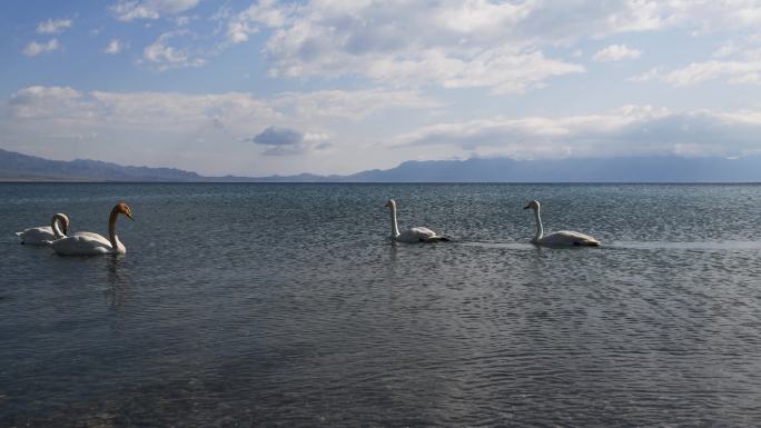 夏季新疆赛里木湖风景区湖面游泳的白天鹅