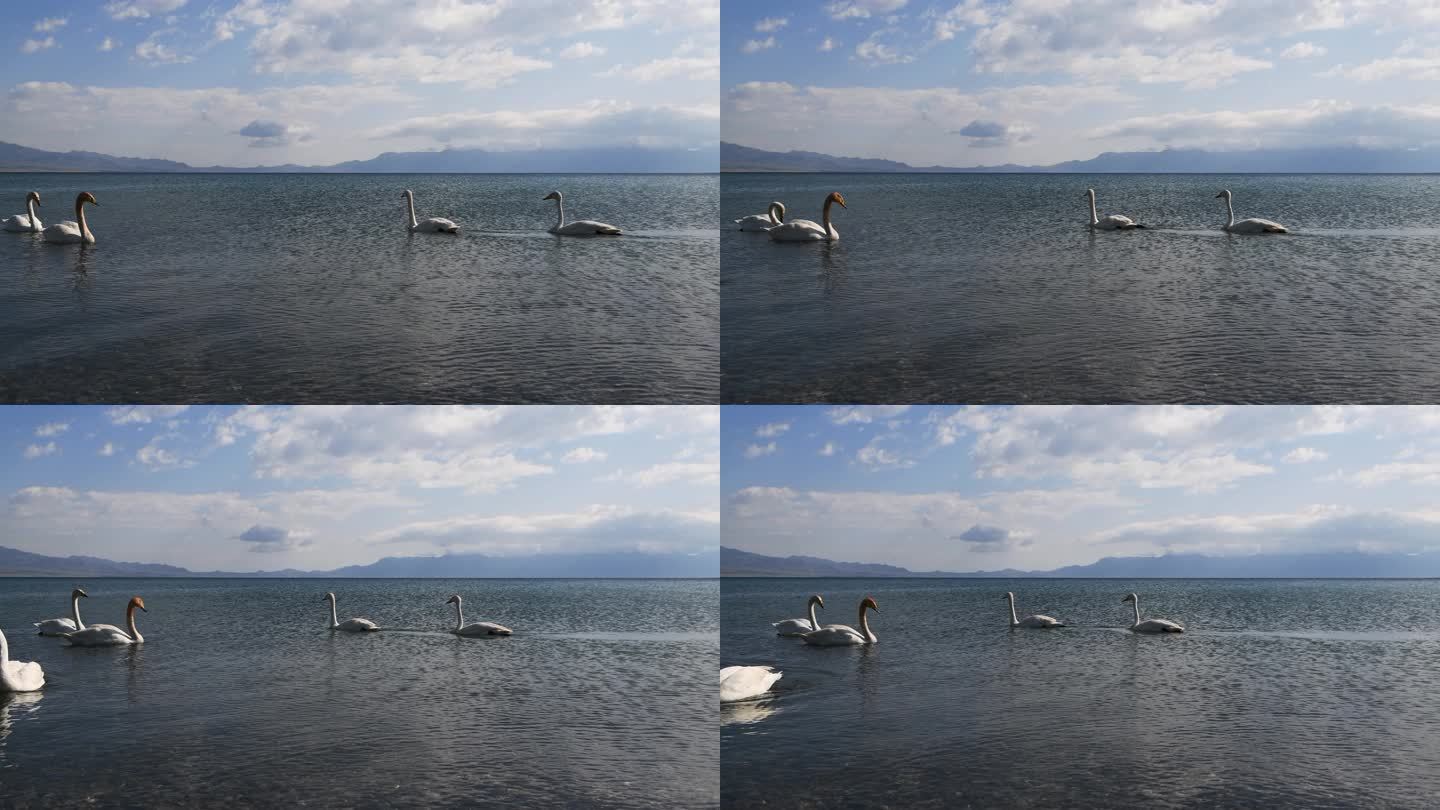 夏季新疆赛里木湖风景区湖面游泳的白天鹅