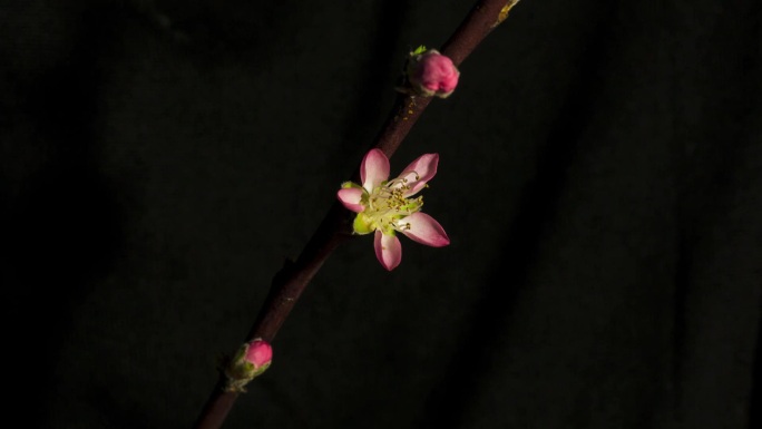 17秒记录单瓣桃花开花全过程