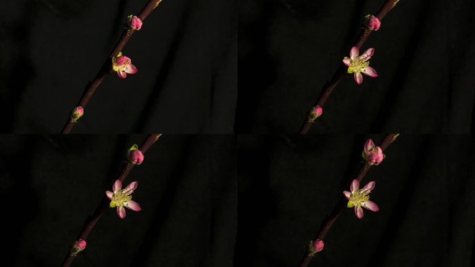 17秒记录单瓣桃花开花全过程