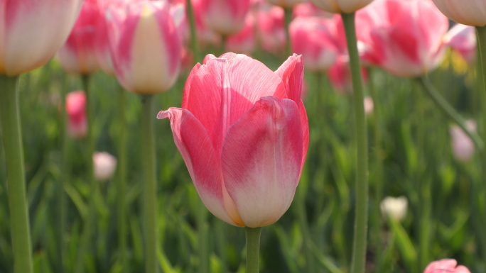 郁金香花海