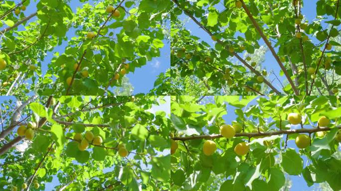 果园杏树