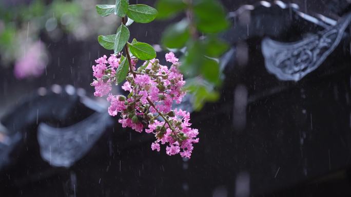 下雨天紫薇花和屋檐瓦片