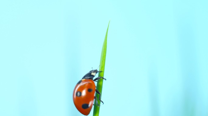 微距 七星瓢虫 昆虫 瓢虫视频