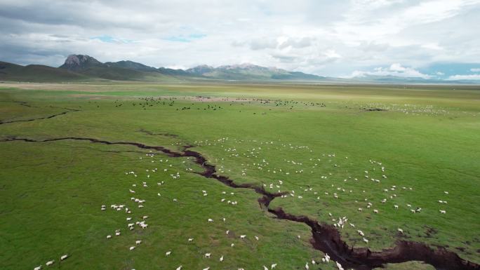 草原高原大山羊群牛群航拍风景