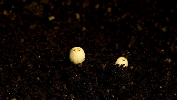 25秒记录蘑菇生长过程