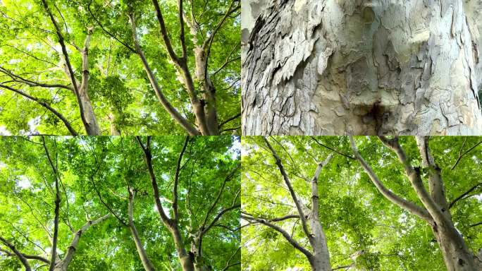 梧桐树法国梧桐树枝树干环境绿化参天大树