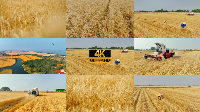 小麦丰收农民大型联合收割机金色麦田