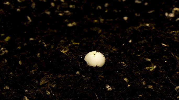 32秒记录蘑菇生长过程