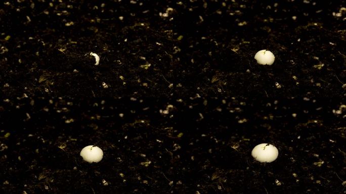 32秒记录蘑菇生长过程