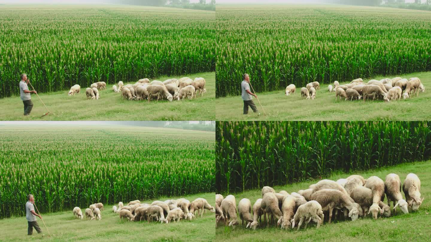 2014年的中国北方农村放羊