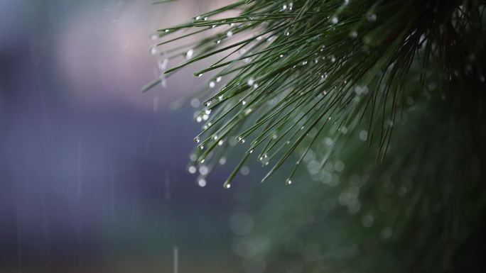 下雨天黑松针叶上的雨露水滴