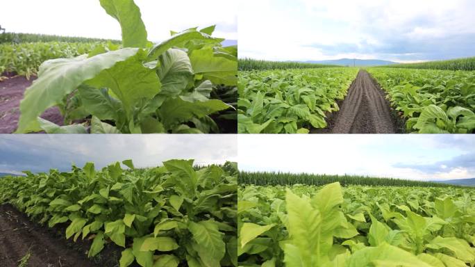 烤烟烤烟种植烟田地