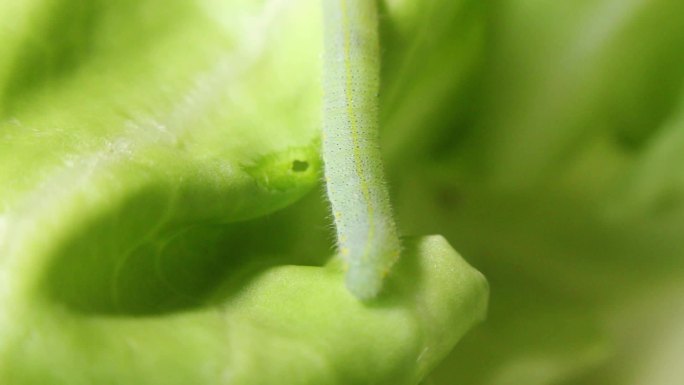 微距 菜青虫 卵 幼虫 蛹 成虫 菜粉蝶