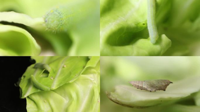 微距 菜青虫 卵 幼虫 蛹 成虫 菜粉蝶