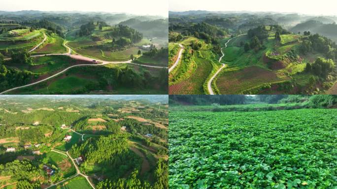 航拍丘陵山地高标准农田农作物