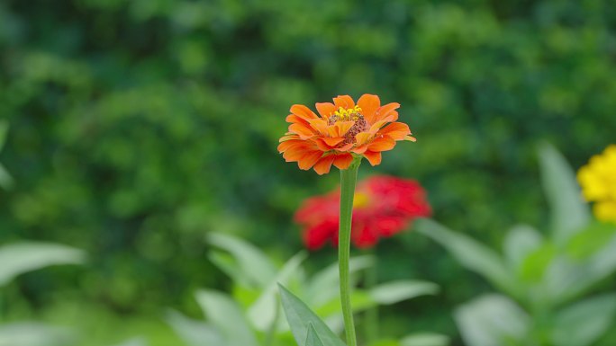 花卉 小花朵