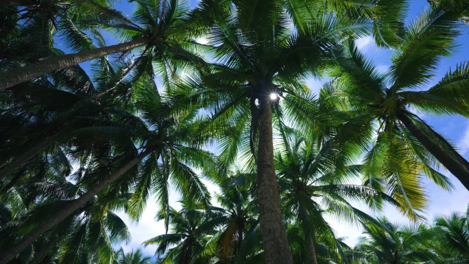 椰林阳光