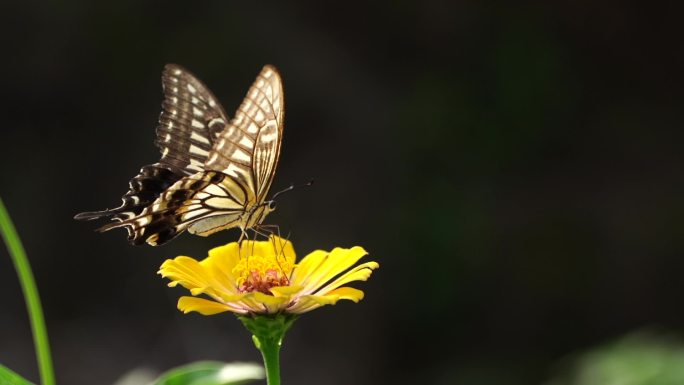 以花为食的蝴蝶唯美采蜜小清新