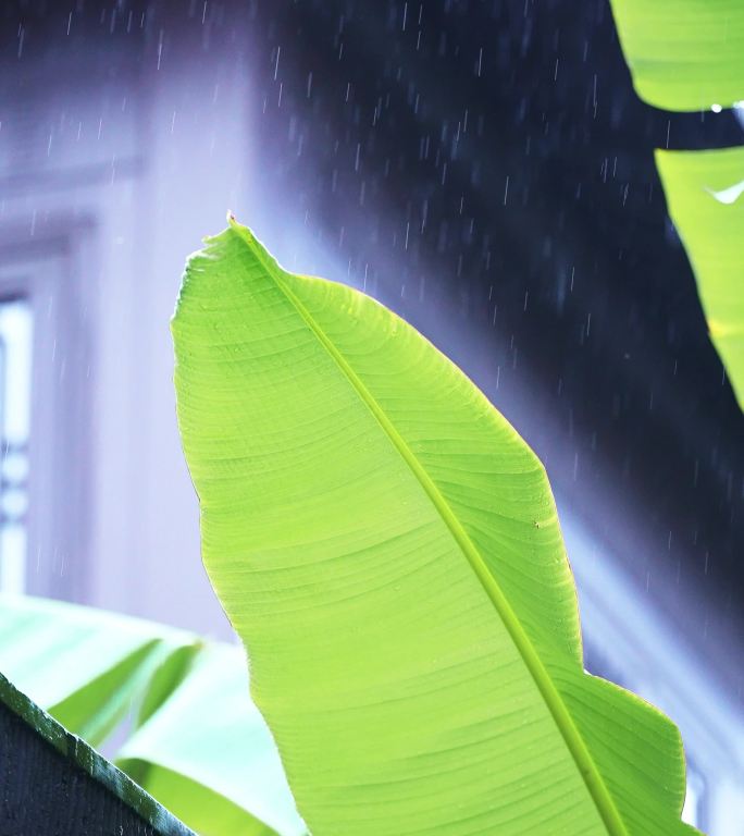传统中式园林雨打芭蕉叶