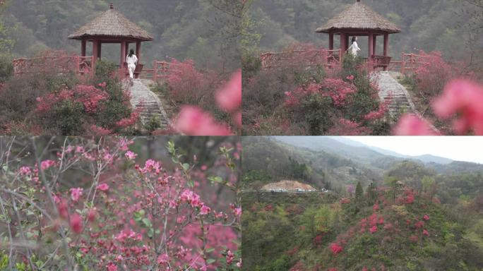 杜鹃花海映山红