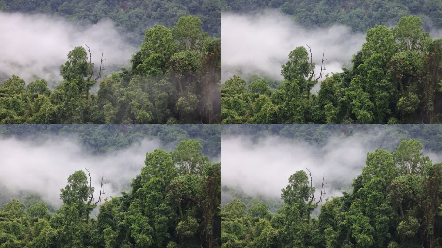 水雾飘渺的云南德宏州热带雨林风景延时