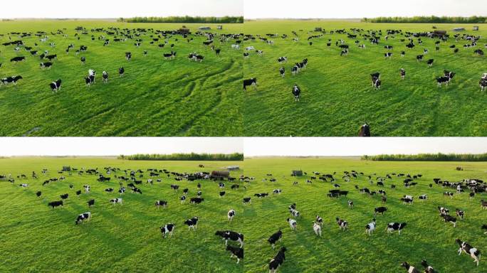 航拍草原上散养的牛群