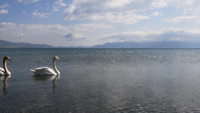 夏季新疆赛里木湖风景区湖面游泳的白天鹅