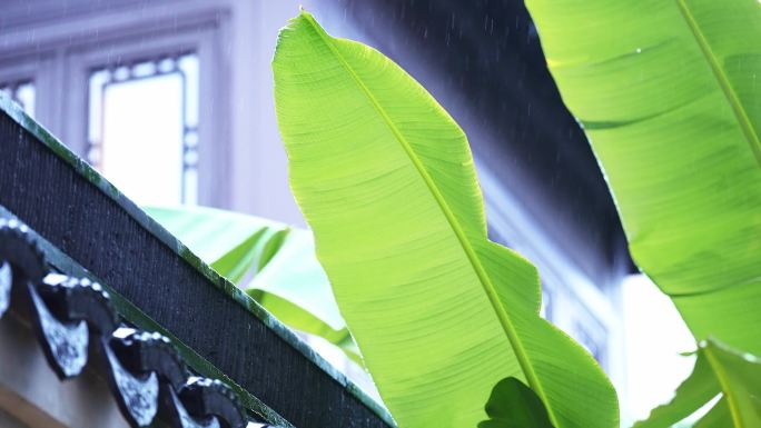 传统中式园林雨打芭蕉叶