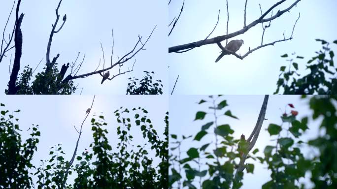 斑鸠 啄木鸟