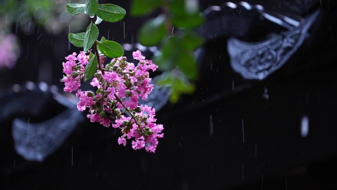 下雨天紫薇花和屋檐瓦片