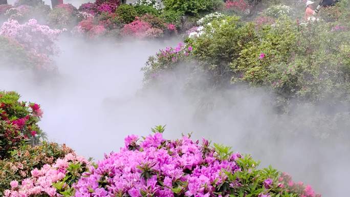 云雾飘渺鲜花盛开