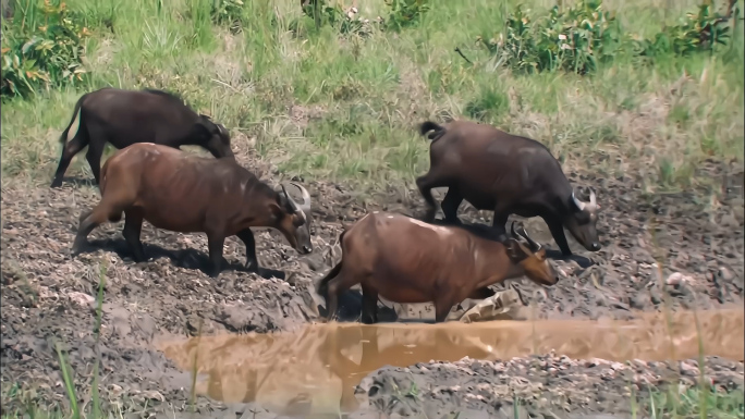 水牛群居-自然野外
