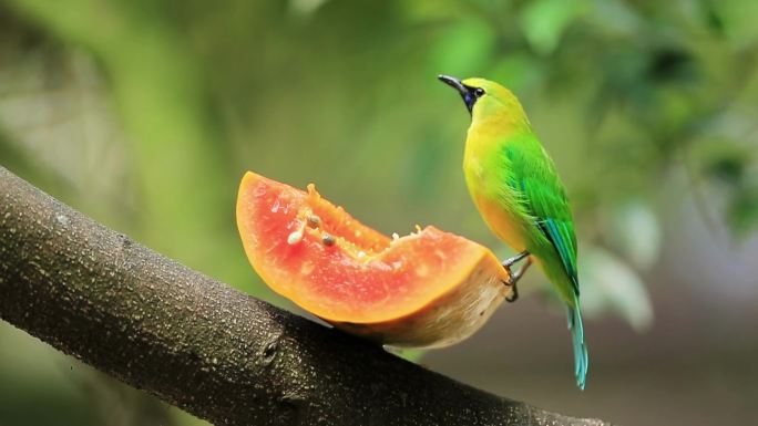 一只小鸟在树枝上吃木瓜