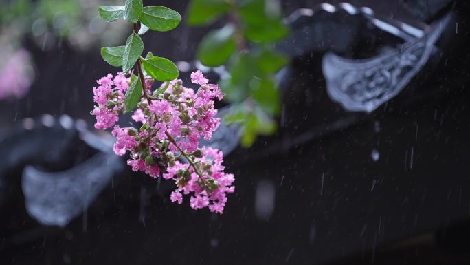 下雨天紫薇花和屋檐瓦片