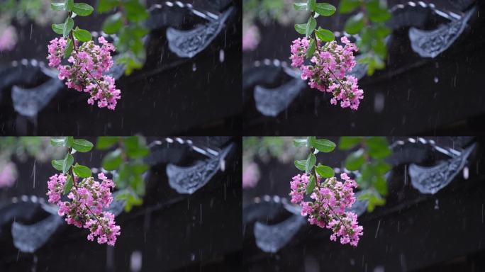 下雨天紫薇花和屋檐瓦片