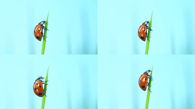微距 七星瓢虫昆虫 瓢虫4K 视频