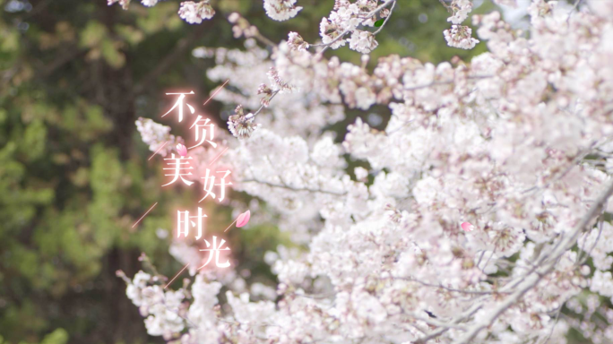 唯美樱花桃花花瓣logo标题演绎AE模板